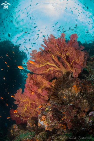 A Gorgonian Fan