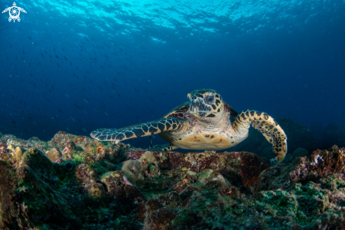 A Hawksbill Turtle