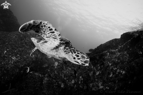 A Hawksbill Turtle