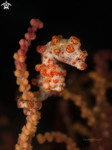 A Pygmy sea horse,Cavalluccio pigmeo