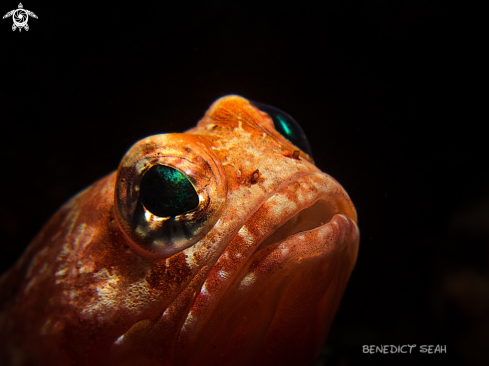 A Jaw fish