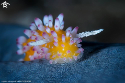 A  Cadlinella ornatissima 