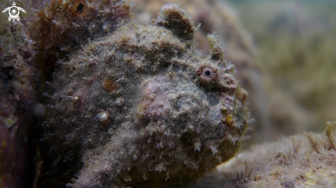 A Frogfish