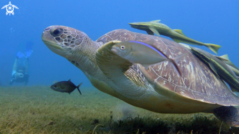 A Green turtle