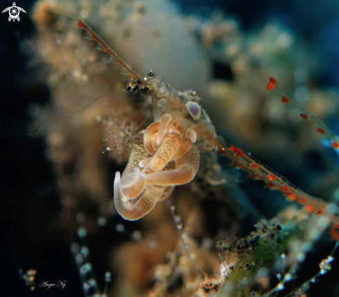 A Nudibranchs