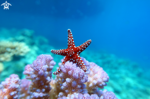 A Star fish