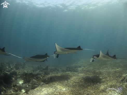 A Manta Ray