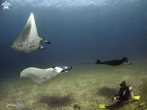 A Manta Ray