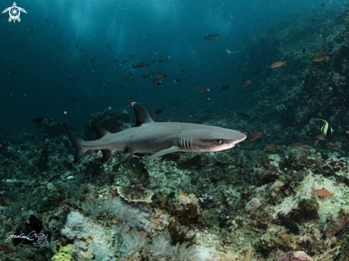 A White tip reef shark