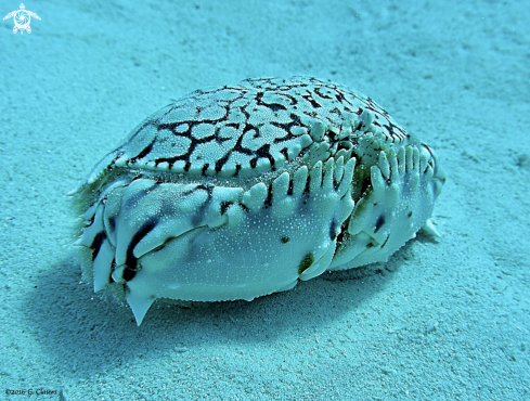 A Box Crab