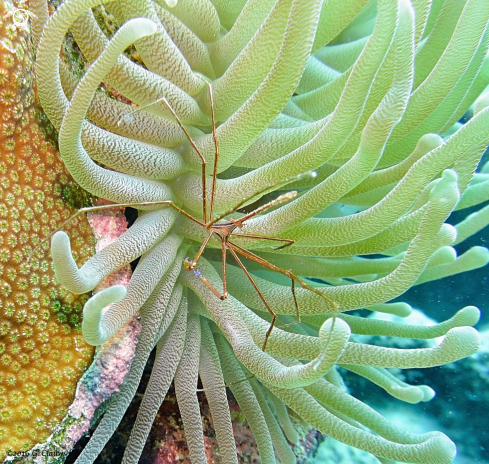 A tenorhynchus seticornis | Arrow Crab