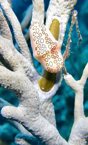 A Flamingo Tongue