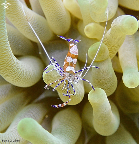 A Periclimenes brevicarpalis | Anemone Shrimp