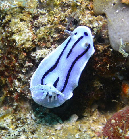 A Nudibranch