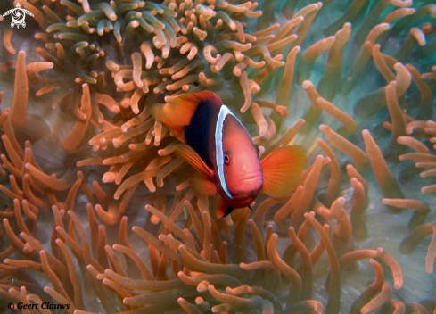 A Clownfish