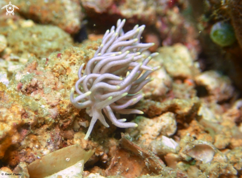 A Nudibranch