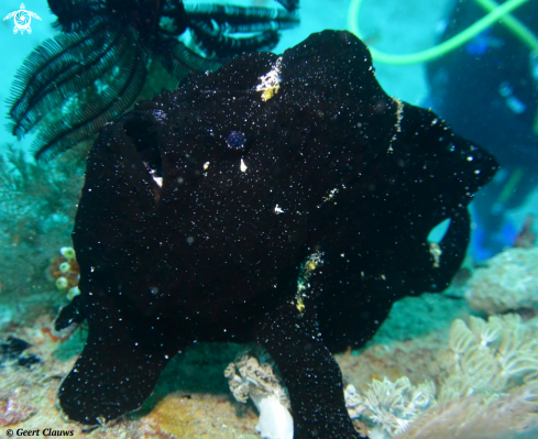 A Frogfish