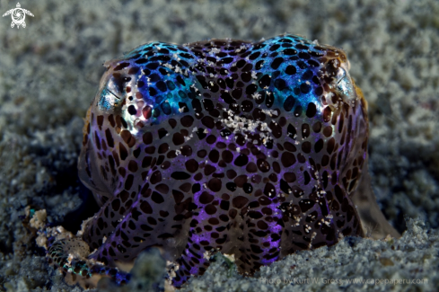 A Bobtail squid