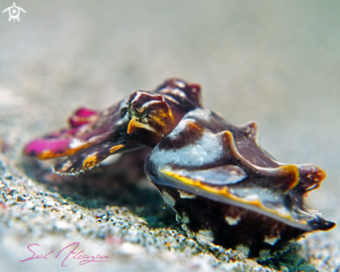 A flamboyant cuttlefish