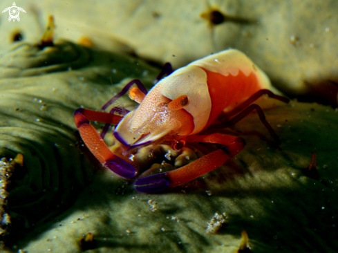 A Periclimenes imperator | Emperor shrimp