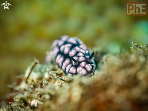 A Nudibranche