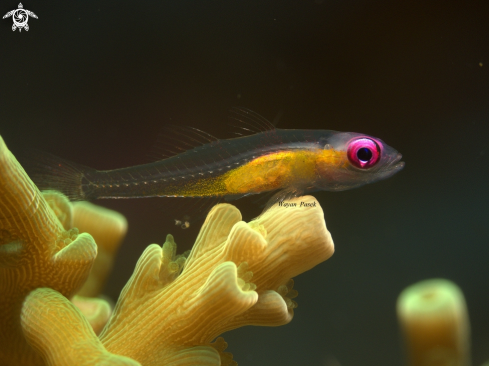 A Bryaninops Natans | pink eyes goby