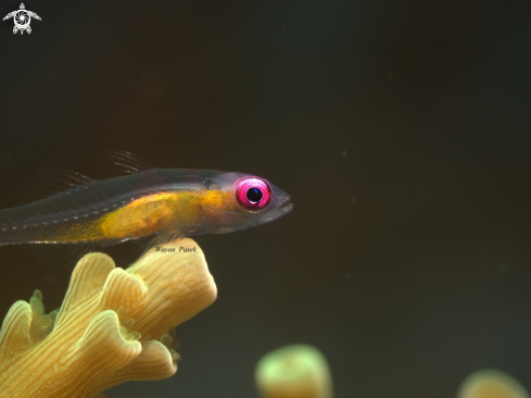 A Bryaninops Natans | Pink eyes goby