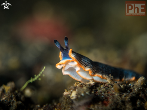 A Nudibranch