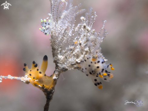 A Nudi branch