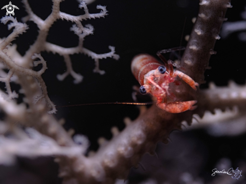 A basket shrimp