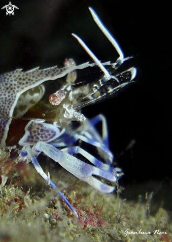 A Periclimenes amethysteus | Gamberetto fantasma