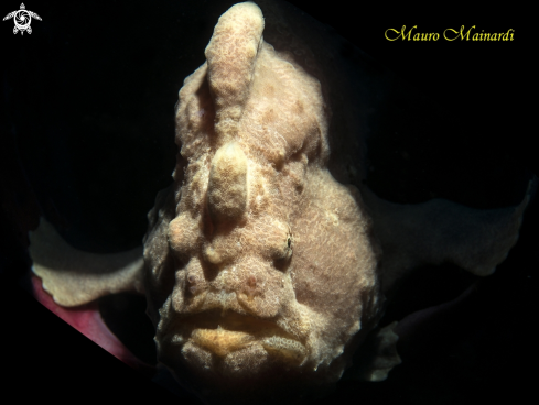 A Frogfish