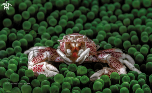 A Porcelain crab