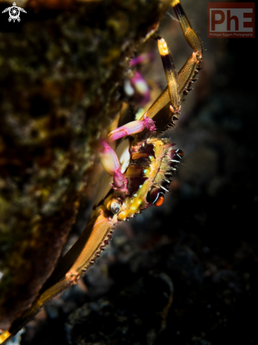 A Percnon planissimum | A Crab :)