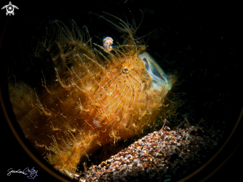 A Hairy frog fish