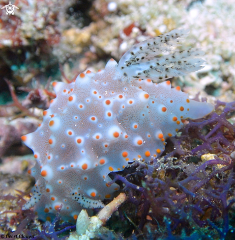 A Nudibranch