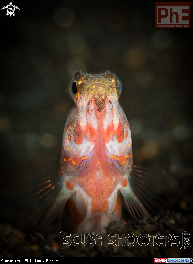A Shrimpgoby