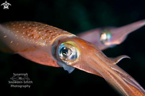 A Sepioteuthis sepioidea | Caribbean Reef Squid