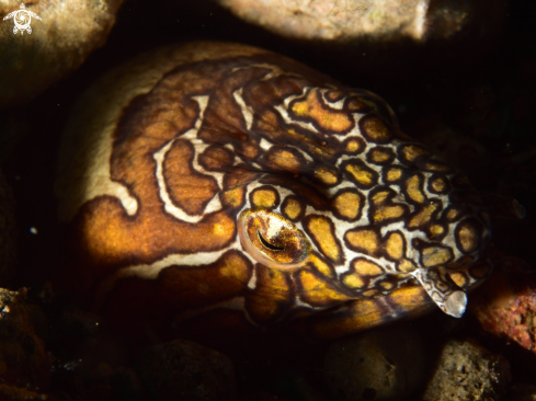 A Ophichthus bonaparti | Napoleon snake eel