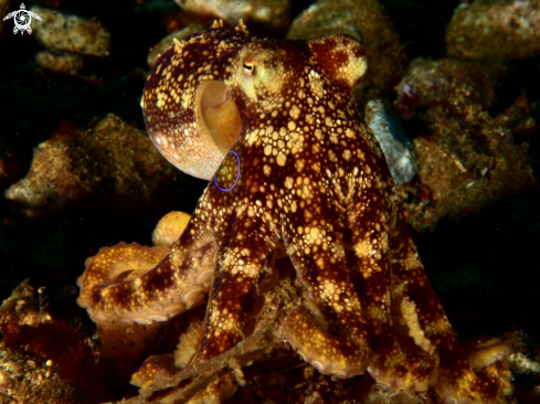A Octopus mototi | Mototi octopus