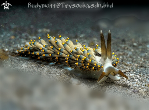 A Nudibranchia 