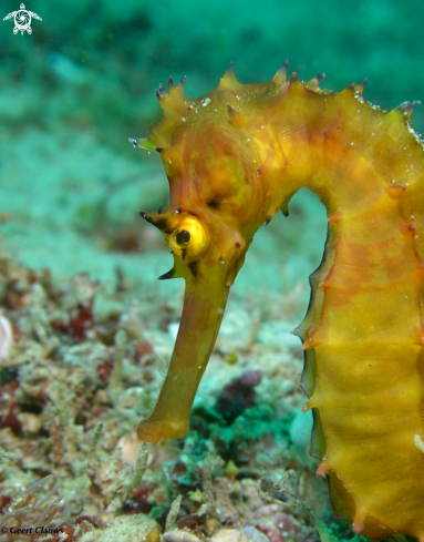 A Seahorse