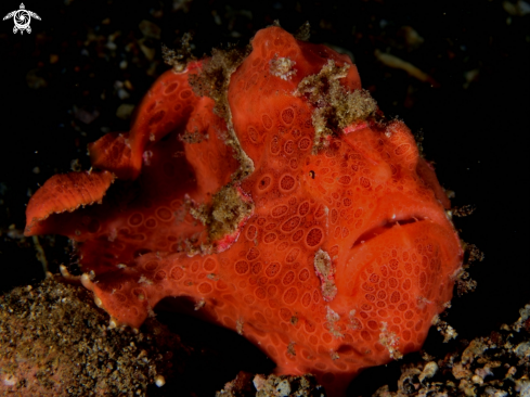 A Antennarius pictus | Painted frogfish