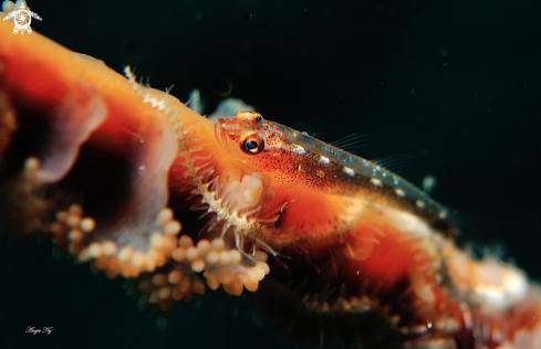 A Helcogramma gymnauchen