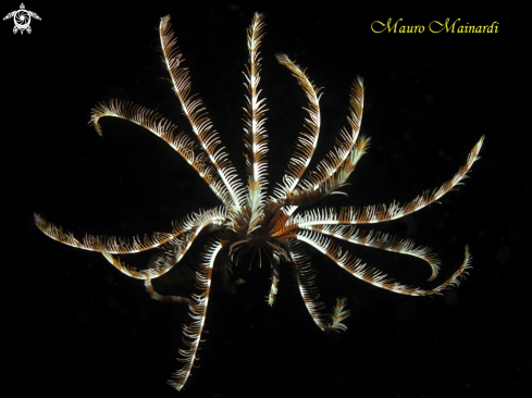 A Crinoid