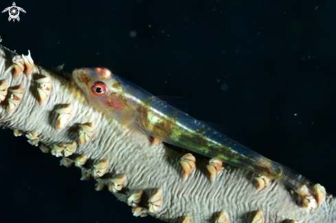 A Bryaninops yongei | Whip coral goby