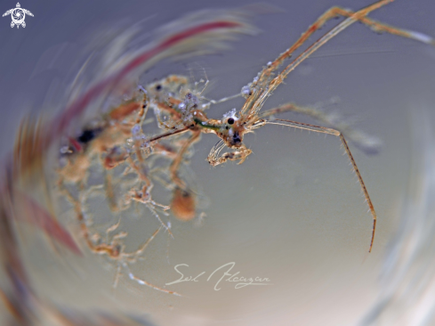 skeleton shrimp