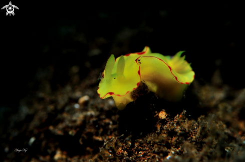 A Nudi