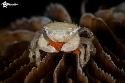 A crab 