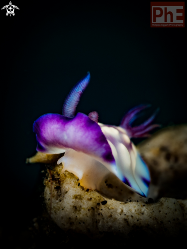 A Goniobranchus hintuanensis | Nudibranch